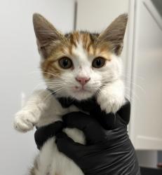 Shelter Stray Female Cat last seen Near W Harbor Drive, San Diego, CA, 92101, 5500 Gaines St, San Diego, CA 92110, USA