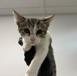 Shelter Stray Female Cat last seen Near Wilson Avenue, San Diego, CA, 92104, 5500 Gaines St, San Diego, CA 92110, USA