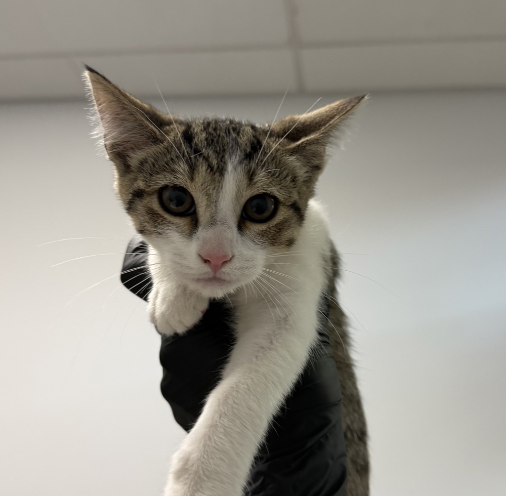 Shelter Stray Female Cat last seen Near Wilson Avenue, San Diego, CA, 92104, 5500 Gaines St, San Diego, CA 92110, USA