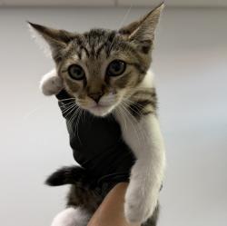 Shelter Stray Female Cat last seen Near Wilson Avenue, San Diego, CA, 92104, 5500 Gaines St, San Diego, CA 92110, USA
