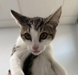 Shelter Stray Male Cat last seen Near Wilson Avenue, San Diego, CA, 92104, 5500 Gaines St, San Diego, CA 92110, USA