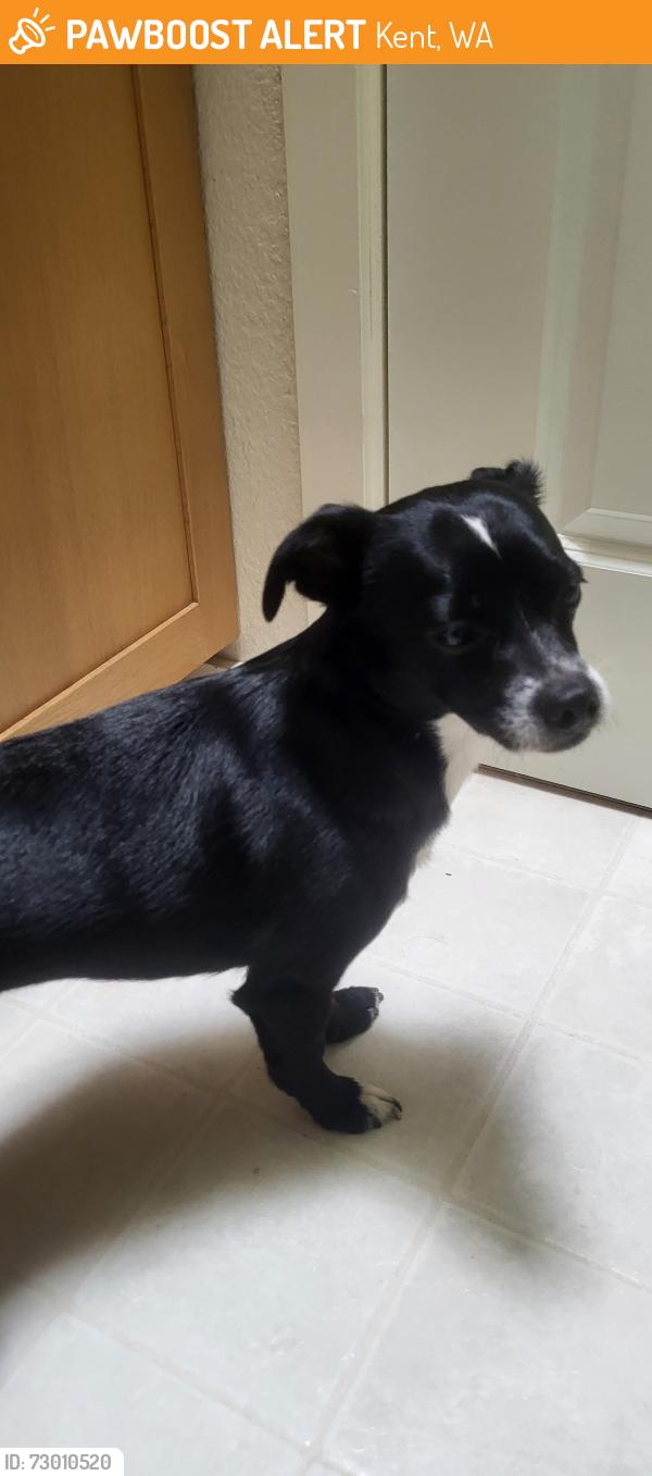 Found/Stray Unknown Dog last seen Sunrise Elementary School  132nd ave se, Kent, WA 98042
