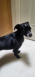 Found/Stray Unknown Dog last seen Sunrise Elementary School 132nd ave se, Kent, WA 98042