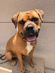 Shelter Stray Male Dog last seen Near Welch Road, San Diego, CA, 92134, 5500 Gaines St, San Diego, CA 92110, USA