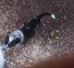Lost Male Dog last seen Cedar ln and chesshere st, Saratoga, TX 77585