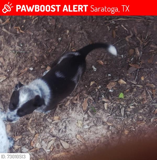 Lost Male Dog last seen Cedar ln and chesshere st, Saratoga, TX 77585