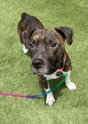 Shelter Stray Male Dog last seen Near Harbor Drive, Oceanside, CA, 92054, Oceanside, CA 92058, USA