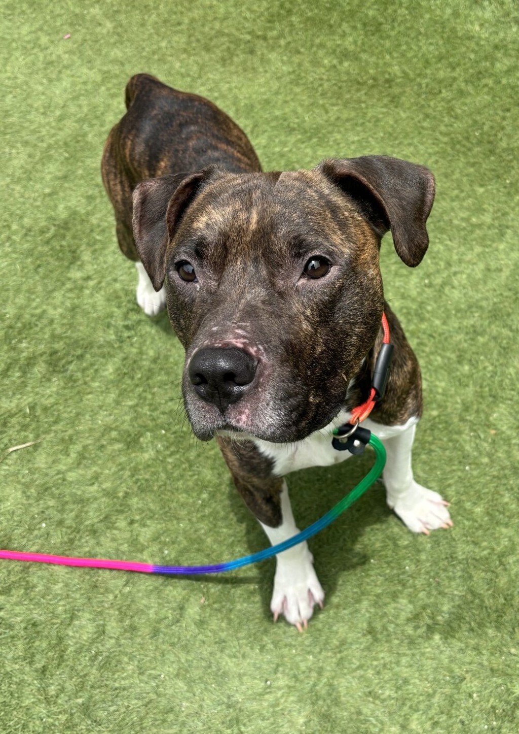 Shelter Stray Male Dog last seen Near Harbor Drive, Oceanside, CA, 92054, Oceanside, CA 92058, USA