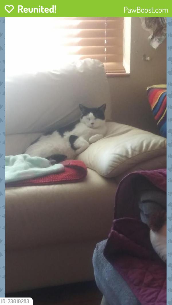 Reunited Female Cat last seen Jewell Ave and S Patton Ct Denver 80219 Harvey Park area , Denver, CO 80219
