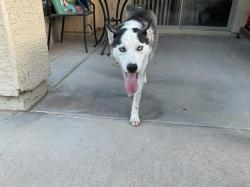 Found/Stray Female Dog last seen West darrel rd 85041, Phoenix, AZ 85041
