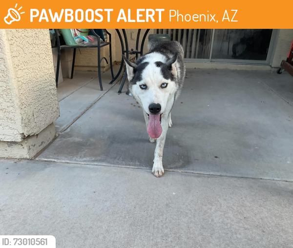Found/Stray Female Dog last seen West darrel rd 85041, Phoenix, AZ 85041