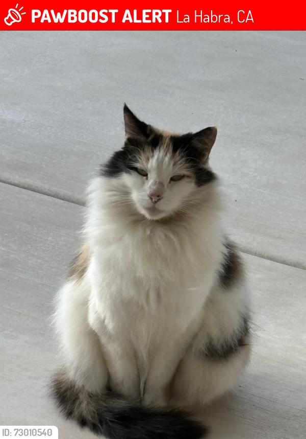 Lost Female Cat last seen Harbor and Arbolita, La Habra, CA 90631