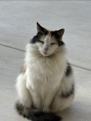 Lost Female Cat last seen Harbor and Arbolita, La Habra, CA 90631