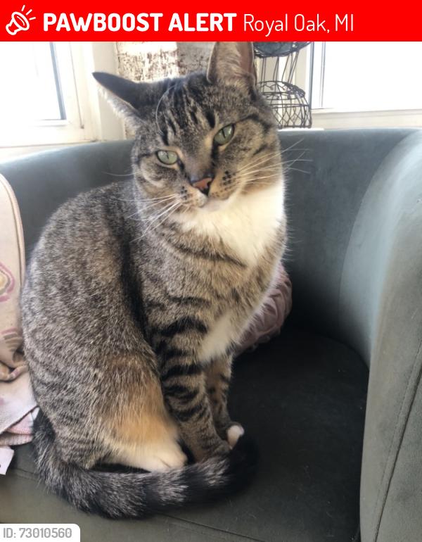 Lost Female Cat last seen 11 Mile Rd & 2nd St., Royal Oak, MI 48067