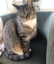 Lost Female Cat last seen 11 Mile Rd & 2nd St., Royal Oak, MI 48067