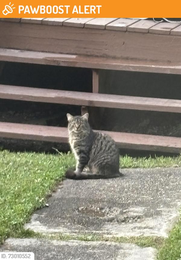 Found/Stray Unknown Cat last seen Spring Street North Versailles, West Wilmerding, PA 15137