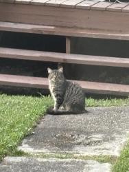 Found/Stray Unknown Cat last seen Spring Street North Versailles, West Wilmerding, PA 15137