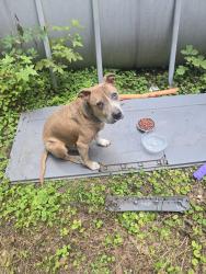 Found/Stray Male Dog last seen Belmont Road, Chesterfield, VA 23832