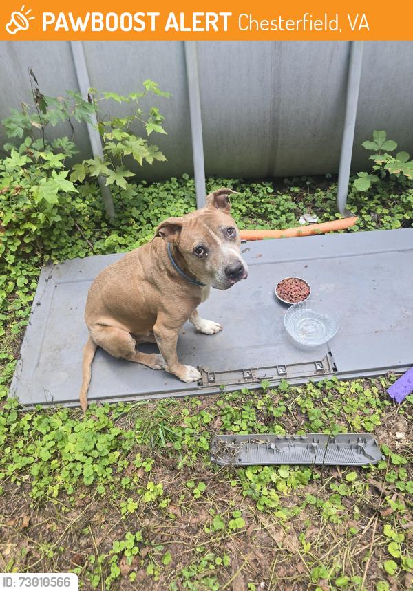 Found/Stray Male Dog last seen Belmont Road, Chesterfield, VA 23832