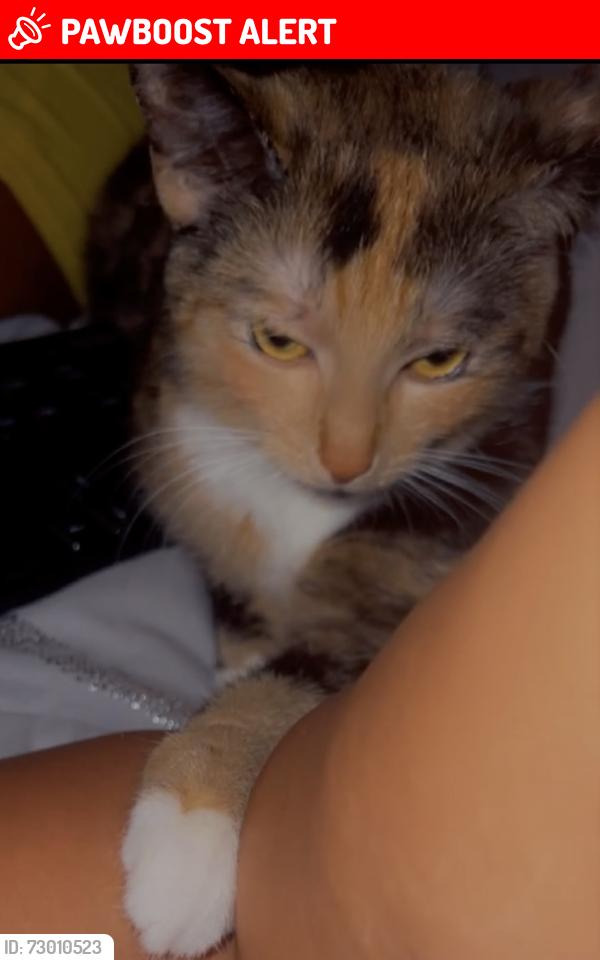 Lost Female Cat last seen JFK BLVD, Franklin Township, NJ 08873