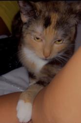Lost Female Cat last seen JFK BLVD, Franklin Township, NJ 08873