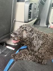 Reunited Unknown Dog last seen Division street , Arlington, TX 76010
