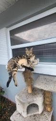 Lost Male Cat last seen Water tower, Bradenton, FL 34210
