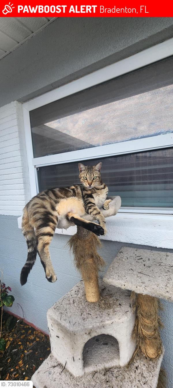Lost Male Cat last seen Water tower, Bradenton, FL 34210