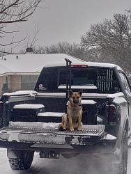 Lost Female Dog last seen 91st And v, Lubbock, TX 79423