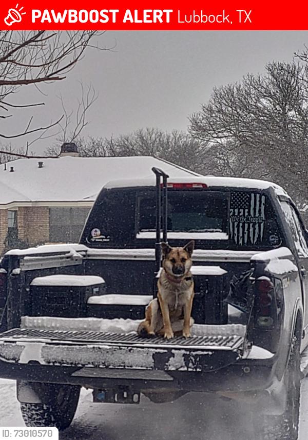 Lost Female Dog last seen 91st And v, Lubbock, TX 79423