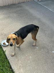 Found/Stray Female Dog last seen Arkansas Lane and Parkside , Grand Prairie, TX 75052