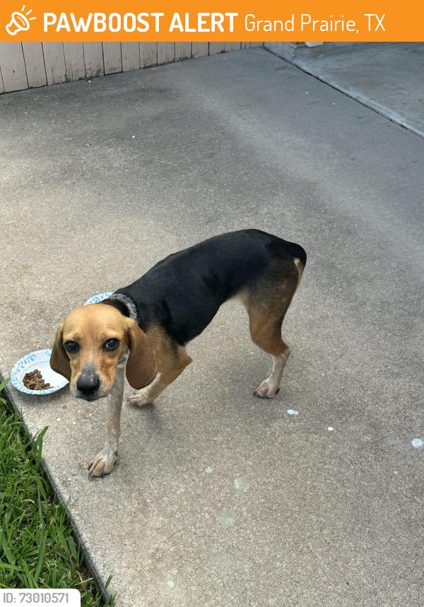 Found/Stray Female Dog last seen Arkansas Lane and Parkside , Grand Prairie, TX 75052