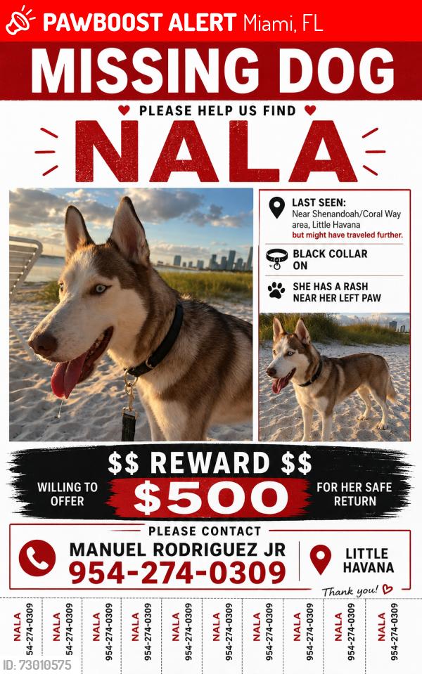 Lost Female Dog last seen Near the Starbucks in little Havana , Miami, FL 33135