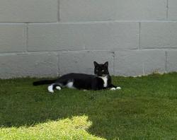 Reunited Male Cat last seen Exmouth Road , Hampshire, England PO12