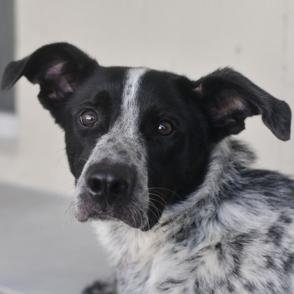 Shelter Stray Male Dog last seen , 3173 K-68 Hwy, Ottawa, KS 66067, USA