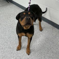 Shelter Stray Female Dog last seen , 5801 Graye Ln, Caldwell, ID 83607, USA