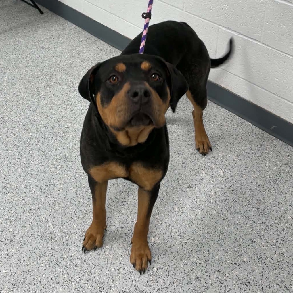 Shelter Stray Female Dog last seen , 5801 Graye Ln, Caldwell, ID 83607, USA