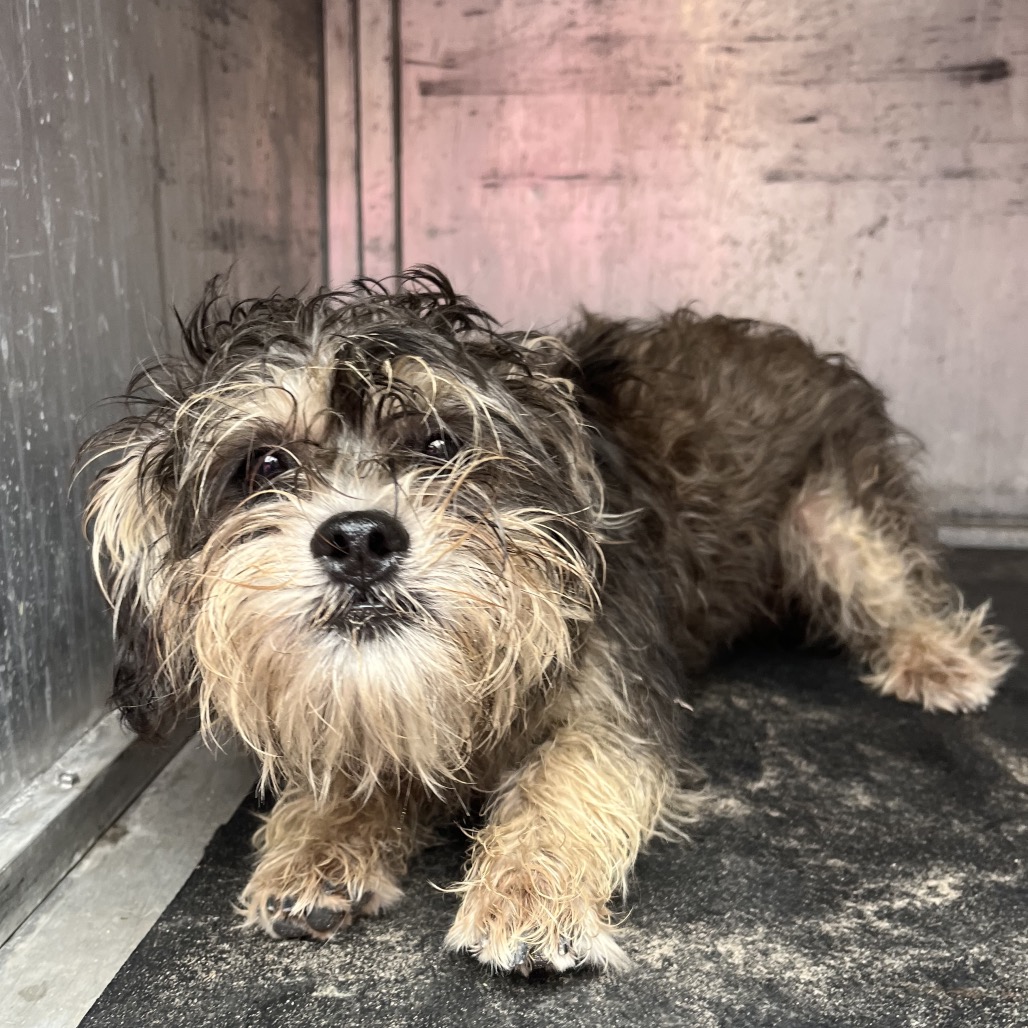 Shelter Stray Male Dog last seen , 2451 N Expressway 281, Edinburg, TX 78541, USA