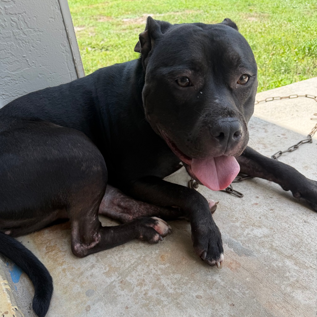 Shelter Stray Female Dog last seen , 3200 N Military Trl, West Palm Beach, FL 33409, USA