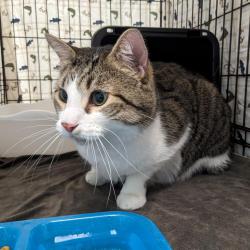 Shelter Stray Male Cat last seen , 141 Canna Ln, Lake Jackson, TX 77566, USA