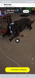 Reunited Male Dog last seen West Liberty street, Cincinnati, OH 45205