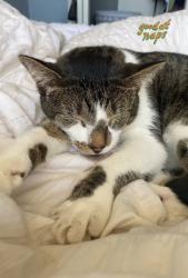 Lost Male Cat last seen Yale road , Chilliwack, BC V2P 0B8