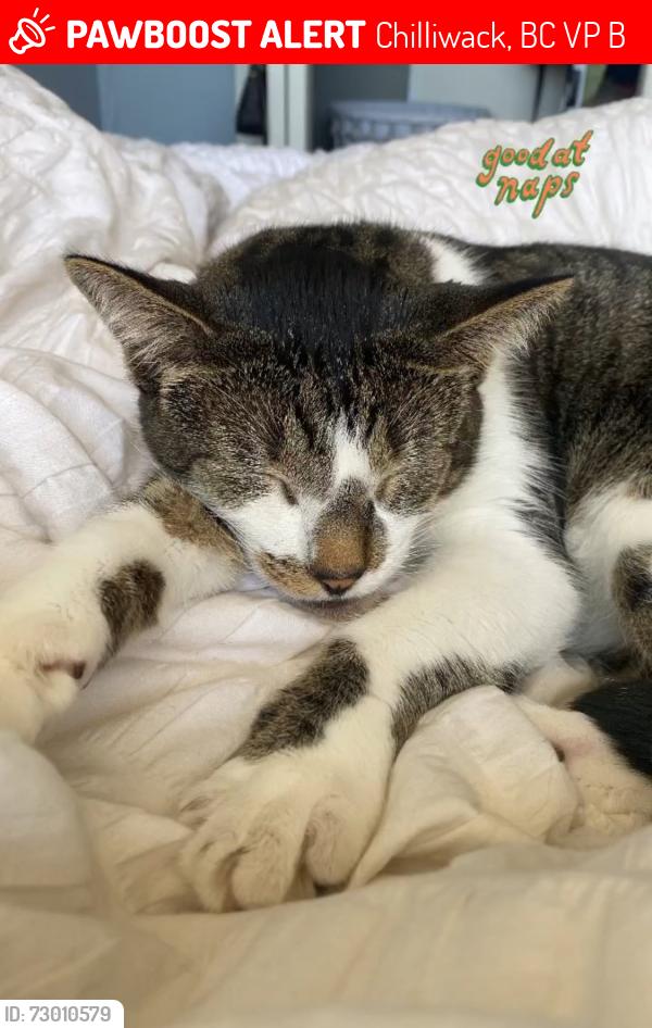 Lost Male Cat last seen Yale road , Chilliwack, BC V2P 0B8