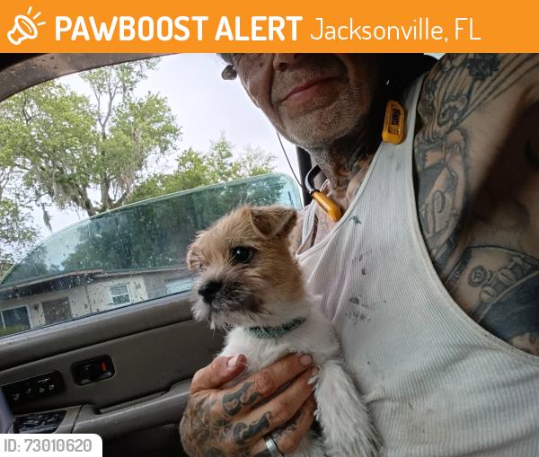 Found/Stray Male Dog last seen Lane Avenue , Jacksonville, FL 32205