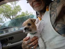 Found/Stray Male Dog last seen Lane Avenue , Jacksonville, FL 32205