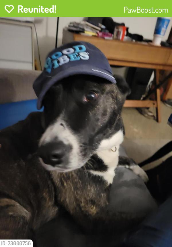 Reunited Female Dog last seen Campbell, Louisville, KY 40206