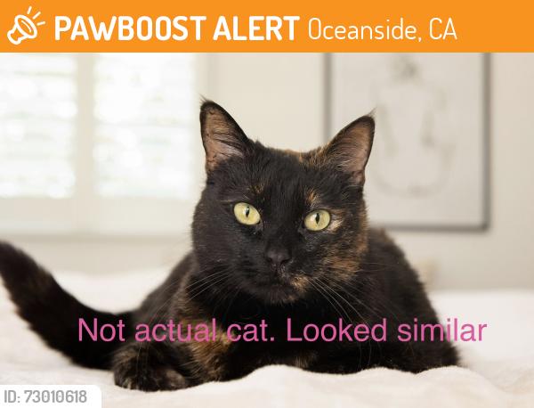 Found/Stray Unknown Cat last seen Kimberly Lane, Oceanside Ca, Oceanside, CA 92056