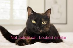 Found/Stray Unknown Cat last seen Kimberly Lane, Oceanside Ca, Oceanside, CA 92056