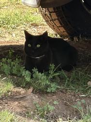 Lost Female Cat last seen Alessandro trail, Vista, CA 92084