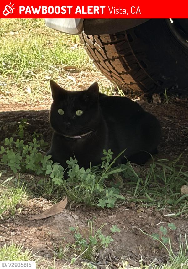 Lost Female Cat last seen Alessandro trail, Vista, CA 92084